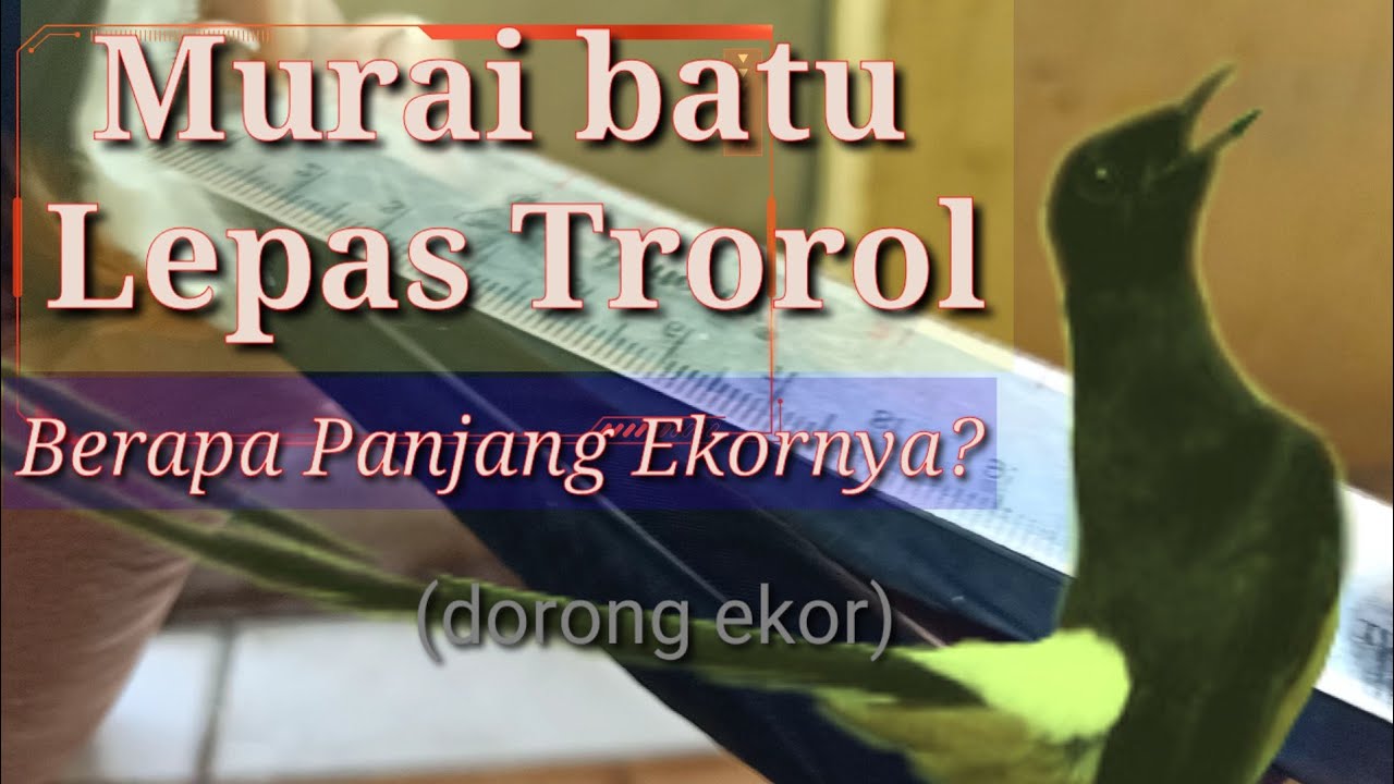  Berapa  panjang  ekor murai lepas trotol Murai batu dorong 