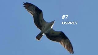 Best of October - Top 8 Birds of Prey Photos