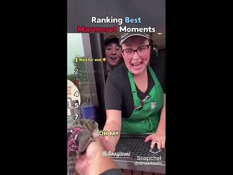 Funny pets