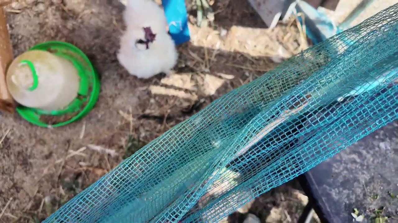 烏骨鶏とチャボと黒かしわ 2026/01/30 - YouTube