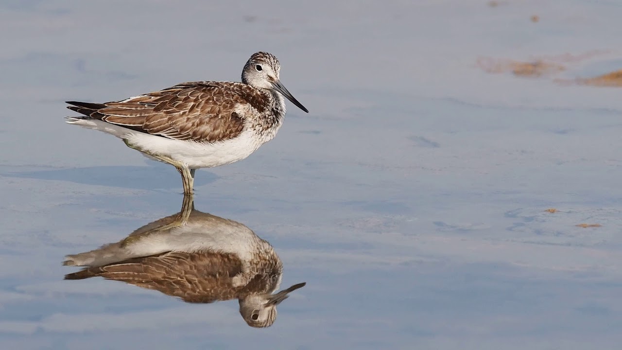 AMAZING WATCH Greenshank to clean himself. Bird : Tringa nebularia