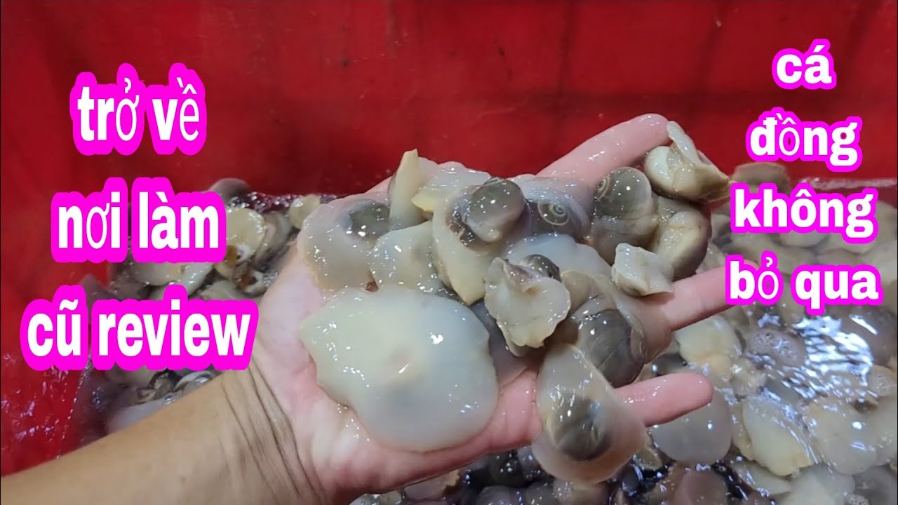 Clip ai cần làm ăn tại chợ đầu mối Bình Điền.nhiều... - youtube