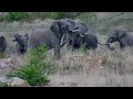 Three of the Big Five in one wildlife sighting in Kruger Park