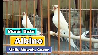 Murai Batu Albino Gacor | Mewah !!!