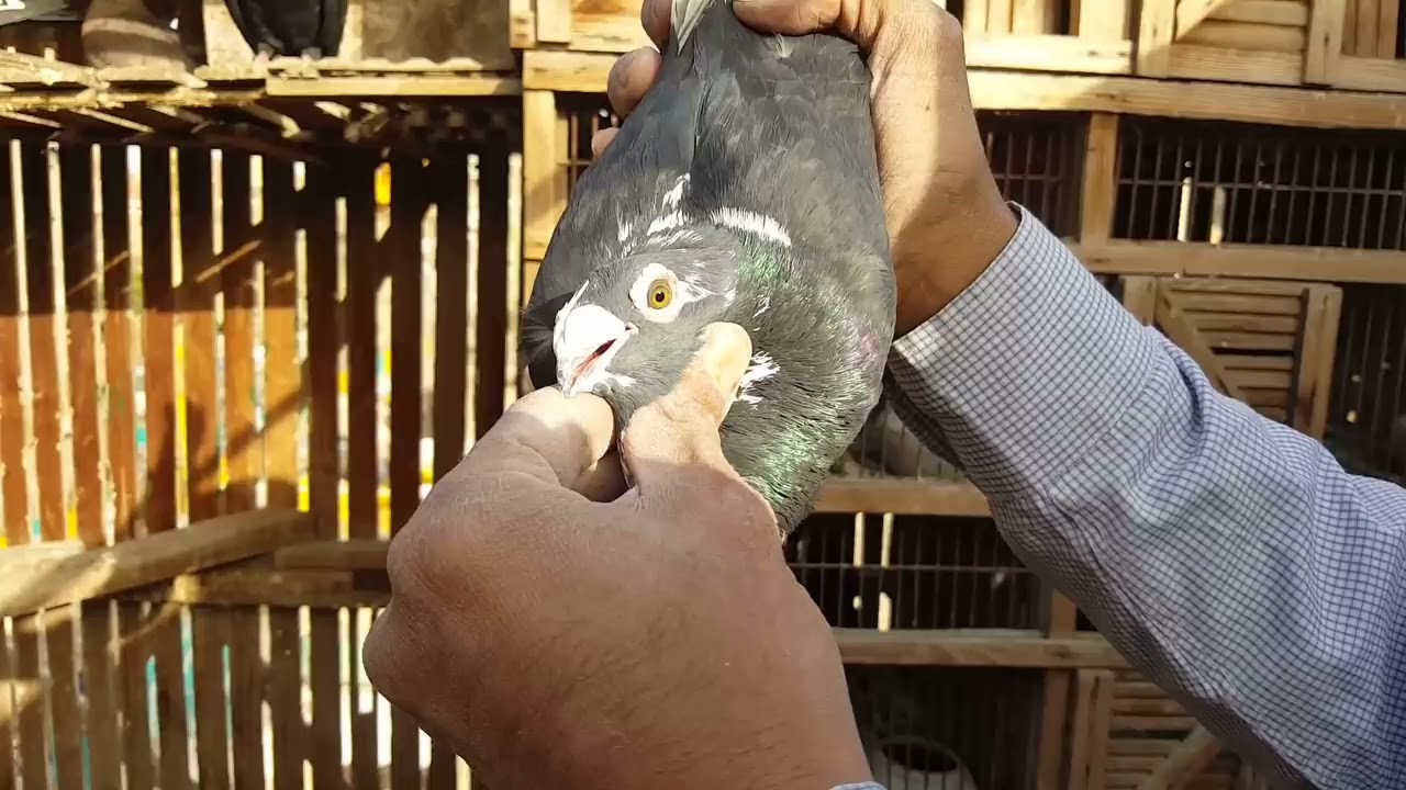 غية حمام أبوزينب أجمل فرجه🕊️ حمام بلق وصوفه بيوت قديمه من 10سنين بلق سكروته ومسويد🦅بتعت زمان أتفرج📺👍