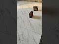 2×4 flooring tiles fitting #shortsfeed #ytshorts #trending #tiles #viral #viralvideo #viralshorts
