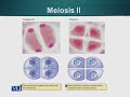 GEN732 Advanced Cytogenetics Lecture No 7