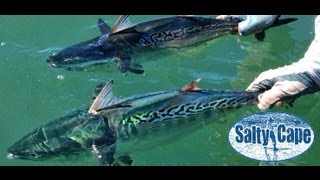 Cape Cod False Albacore Fishing