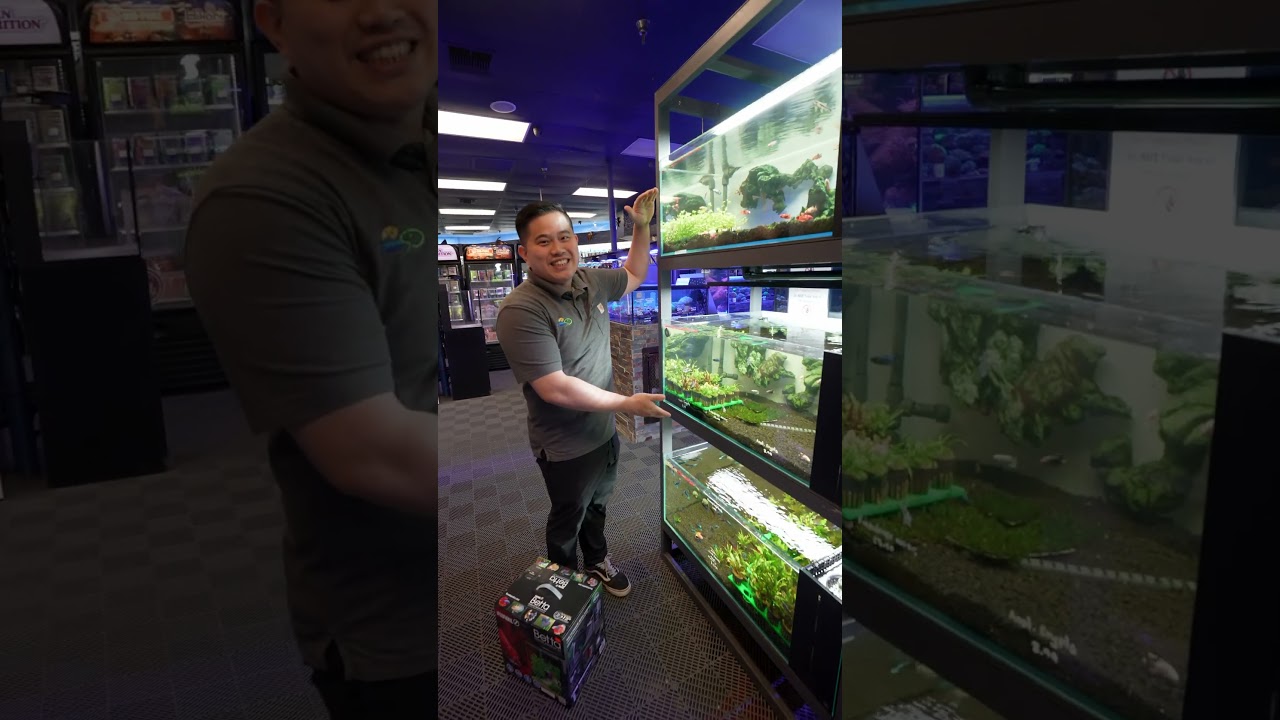 Betta fish, live plants, and aquariums at Aquarium Depot in Citrus Heights, California #bettafish