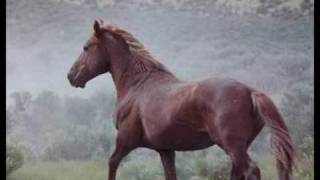 Mustang Medicine: Native American FluteBlues MAMA Original