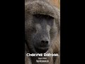 Chacma Baboon - One Minute Wildlife Documentary #shorts