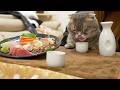 猫が落ち込んでたのでサシ飲みで励ました