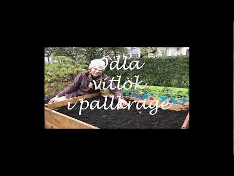 Video: Hur Man Gör Vitlöks- Och ärtpurésoppa