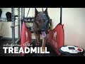 Introducing Your Dog to the Treadmill