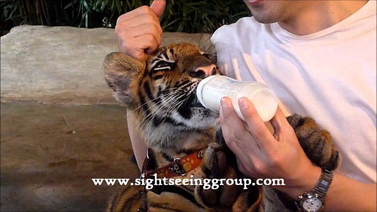 Nong Nooch Tropical GardenBaby Tiger Drinking Milk YouTube