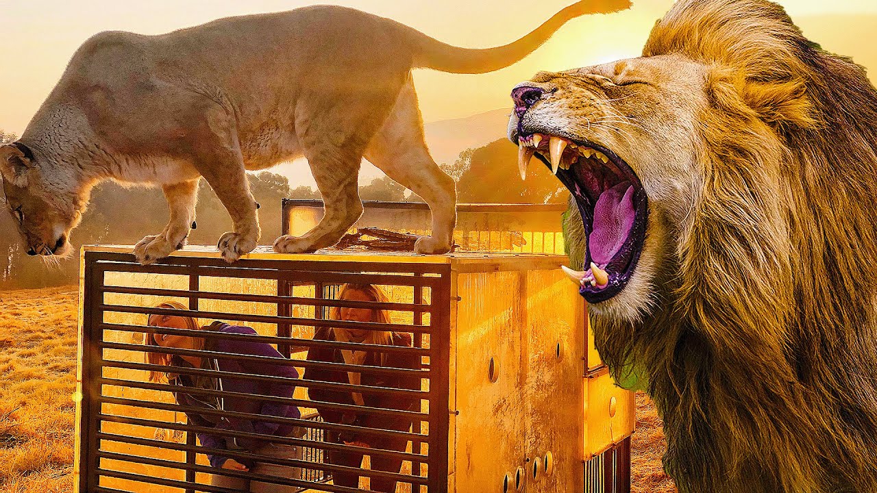 Incredible Human Cage Surrounded By Lions - YouTube