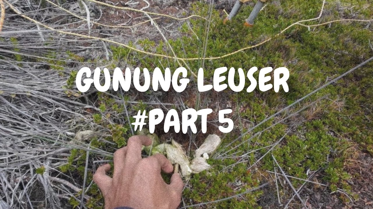 Pendakian Gunung Leuser || zona harimau sumatera
