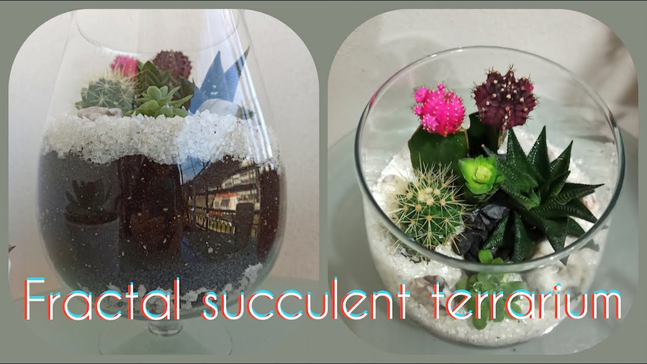 Παχύφυτα Σε Γυάλα Με Σχήμα Ποτηριού