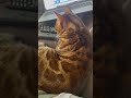 Bengal cat works from home  leo the bengal ready shorts cat bengal