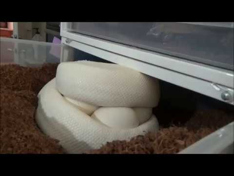 Ball Python Clutch 4 2018 Pastel Enchi Yellowbelly X Ivory