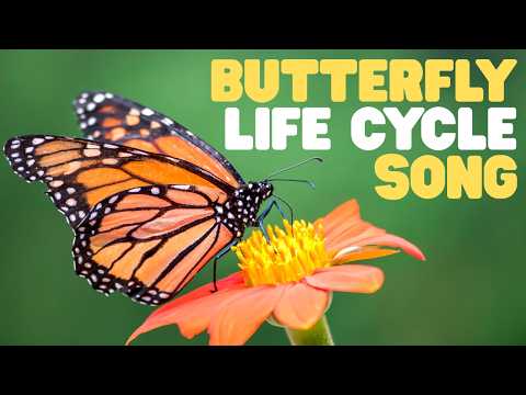 Butterfly Life Cycle Song | Sing along to this fun song!