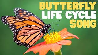 Butterfly Life Cycle Song | Sing along to this fun song!