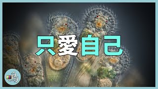 蛭形輪蟲無性繁殖，自己生自己，挑戰進化論的巨大謎團  l 老鳴TV