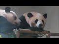 成就と双好②😊✨✨Cheng Jiu ✯ Shuang Hao(Hangzhou Zoo)05/12/2019