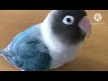 我が家のブルーボタンインコのおしゃべりが可愛いすぎるww