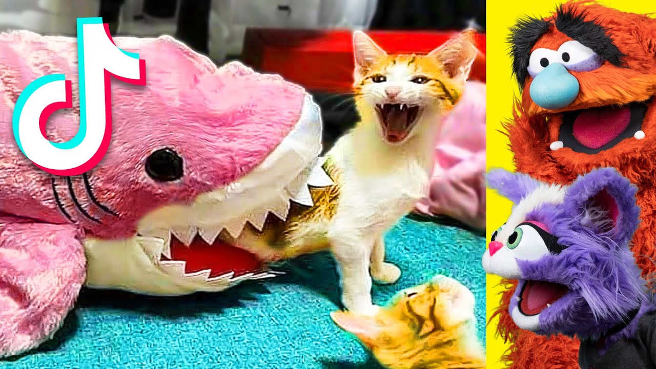 Funny TIKTOK Animals That WILL Make You LAUGH - YouTube