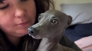 Download Lagu Dog hilariously tries to talk human MP3 Download Lagu Dog hilariously tries to talk human MP3