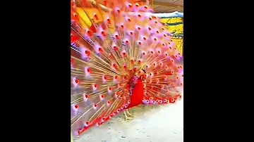 Rare Red Peacock|Most beautiful Peacock in the world |#shorts