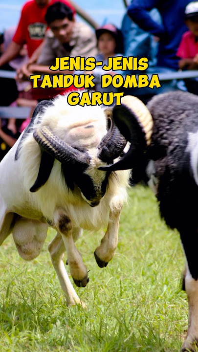 Tanduk Domba Garut #jenistandukdombagarut #dombagarut #tandukdomba #shorts #priangansheep