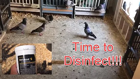 Disinfecting Racing Pigeon Lofts