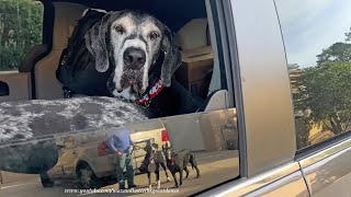 Funny Michigan Great Danes Aren't Ready to End Florida Vacation With Friends