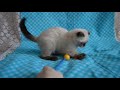 Купить вислоухого шотландского котенка: ПРЕДЛАГАЕМ - котята для Вас!