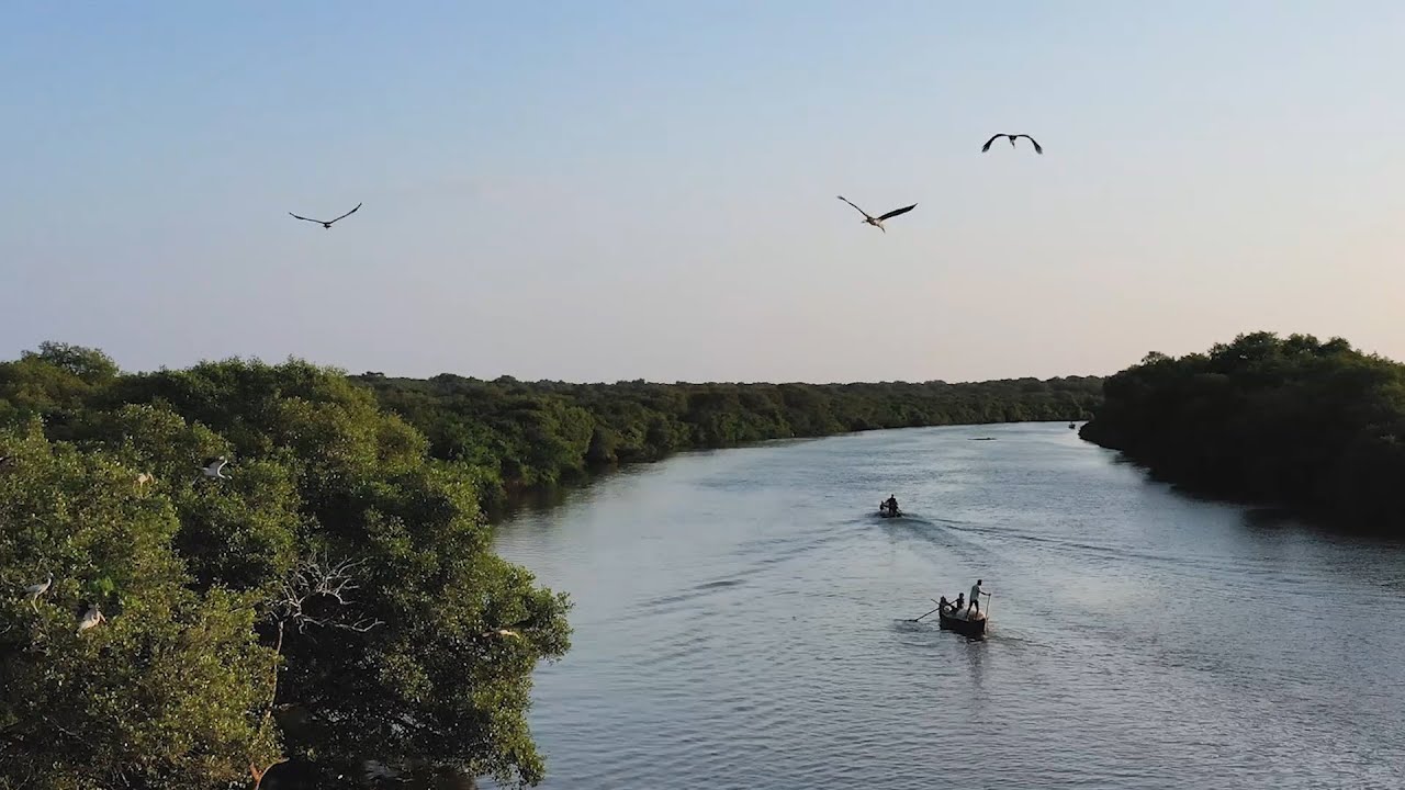 Tidal tales: World Of Coringas | Marine Ecosystems | Andhra Pradesh | 