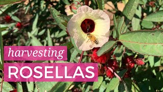 Harvesting Rosellas (Roselle)