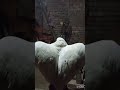 #pigeon