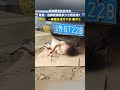 萌娃跟着爸爸修车,爸爸:这种应该给多少工钱合适?
