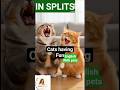 WORD OF THE DAY / CUTE CATS HAVING FUN #SHORTSFEED #LEARNENGLISH #laugh
