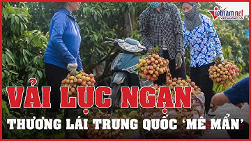 Vải thiều Lục Ngạn: Thương lái Trung Quốc mê mẩn, mong hàng không bị 