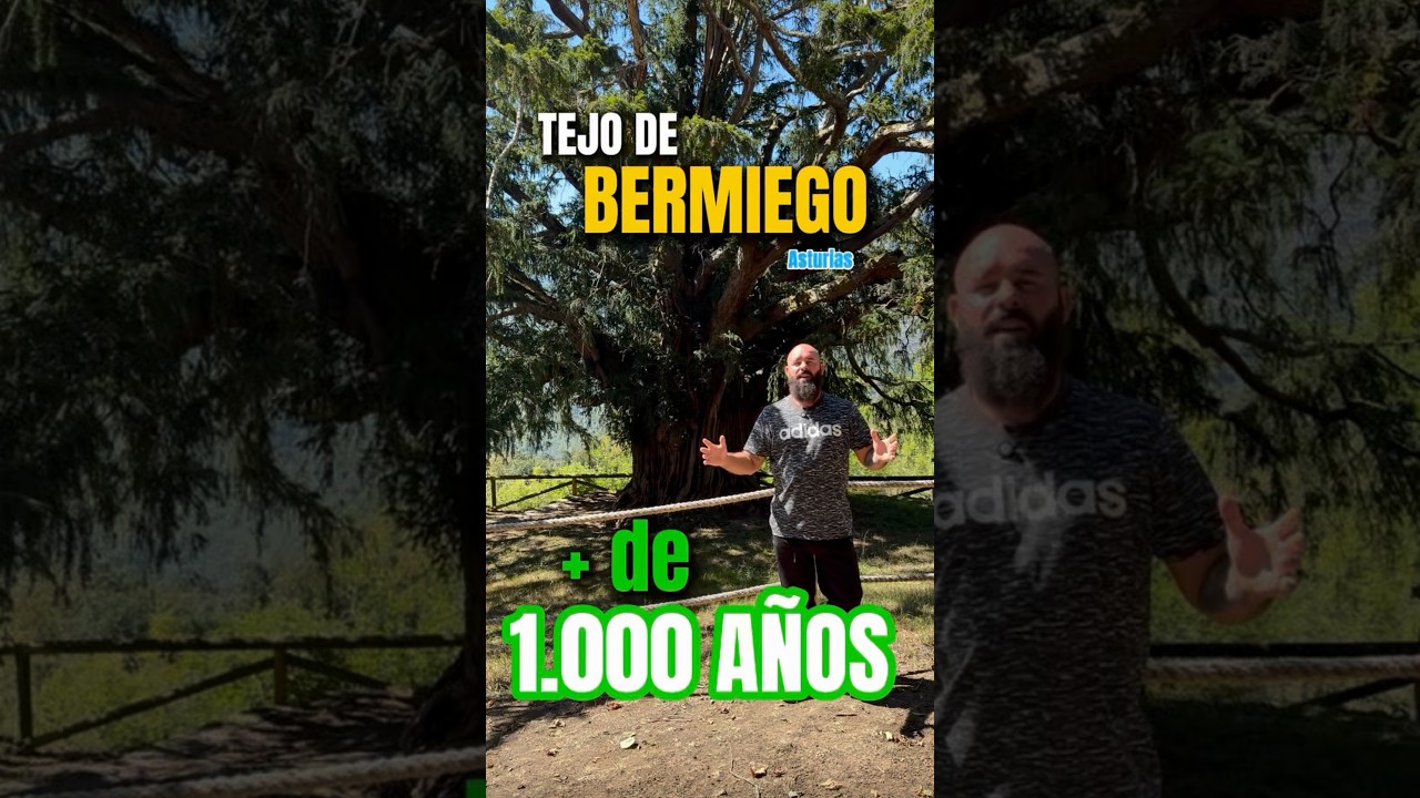 ÁRBOL DE MÁS DE 1.000 AÑOS, el Tejo de Bermiego en Asturias