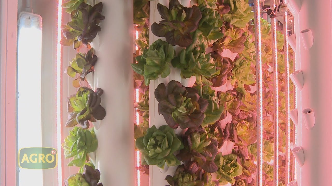 Vertical Green: Cultivo de 6.000 lechugas en espacios reducidos (#953 2021-11-13)