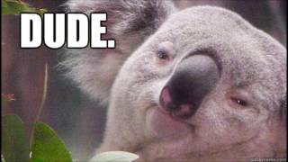 Koala Bass Dude