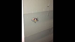 A June bug fell into spider web.