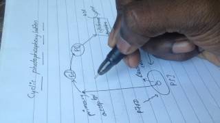 Photosynthesis - Cyclic Photophosphorylation