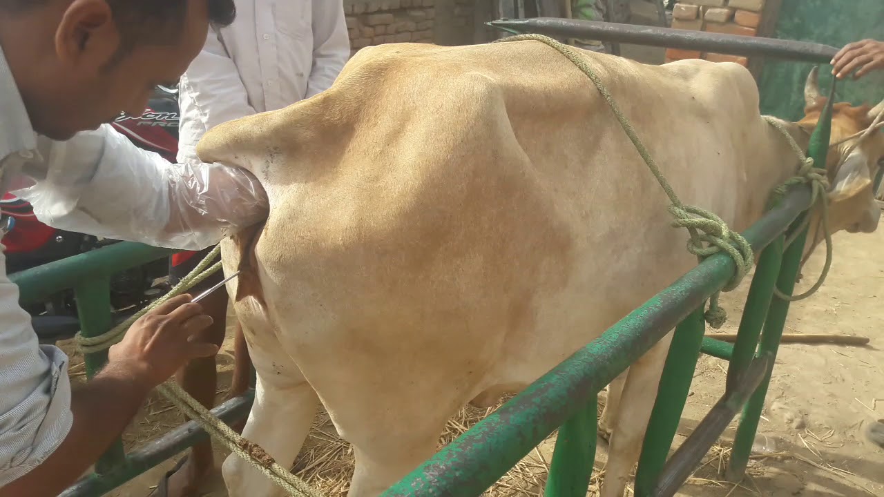 Artificial Insemination Of A Cow In India artificial-insemination-of-a-cow-in-india