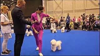 Tauro Sarasota  World Dog Show 2023 Geneve, Bichon Frise