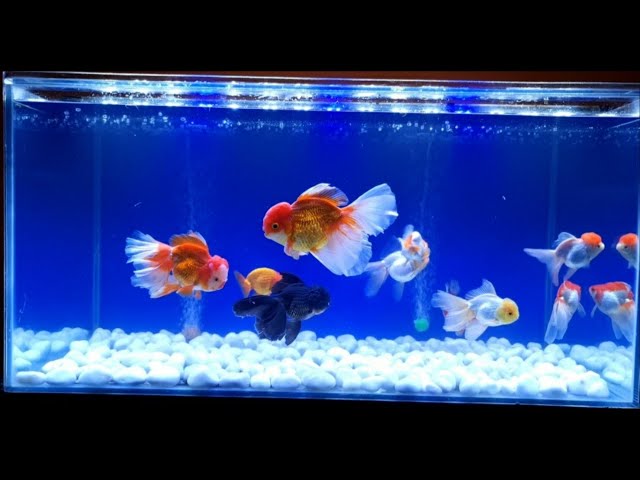 My Gold Fish Tank 